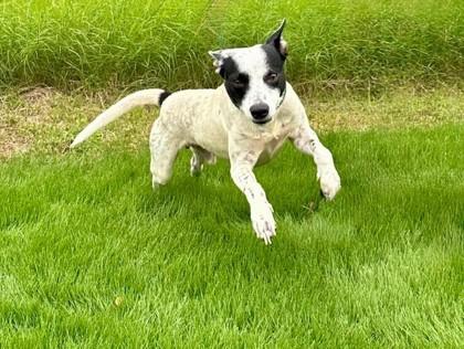 Jesse, Adoptable, Adult Male Cattle Dog & Mixed Breed.