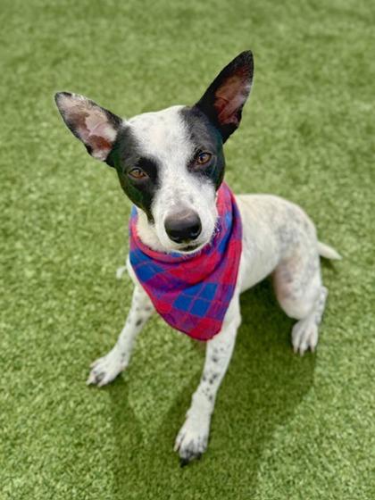 Enlarge Jesse, a Adoptable mixed breed in Fort Worth, TX image 2/3