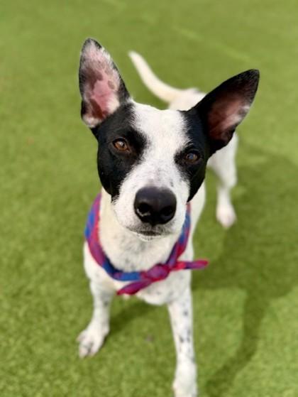 Enlarge Jesse, a Adoptable mixed breed in Fort Worth, TX image 3/3