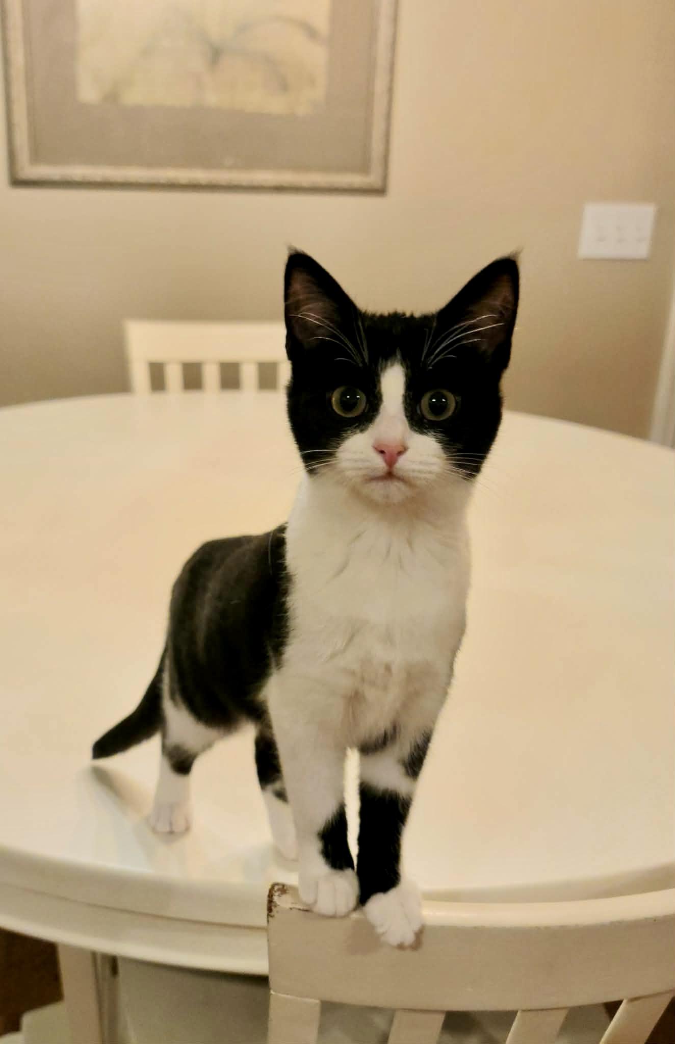 Daphne photo