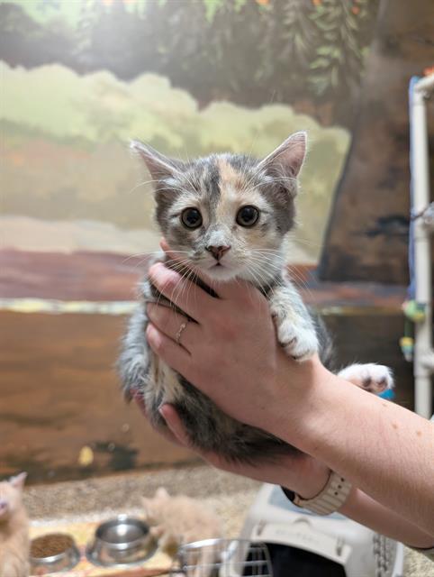 CALLISTO, Adoptable, Kitten Female Domestic Short Hair.