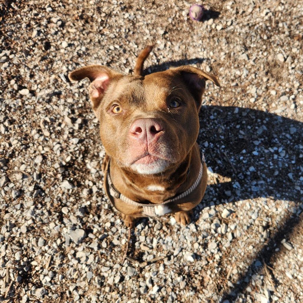 Enlarge Penny, a Adoptable mixed breed in Columbia, MO image 1/6