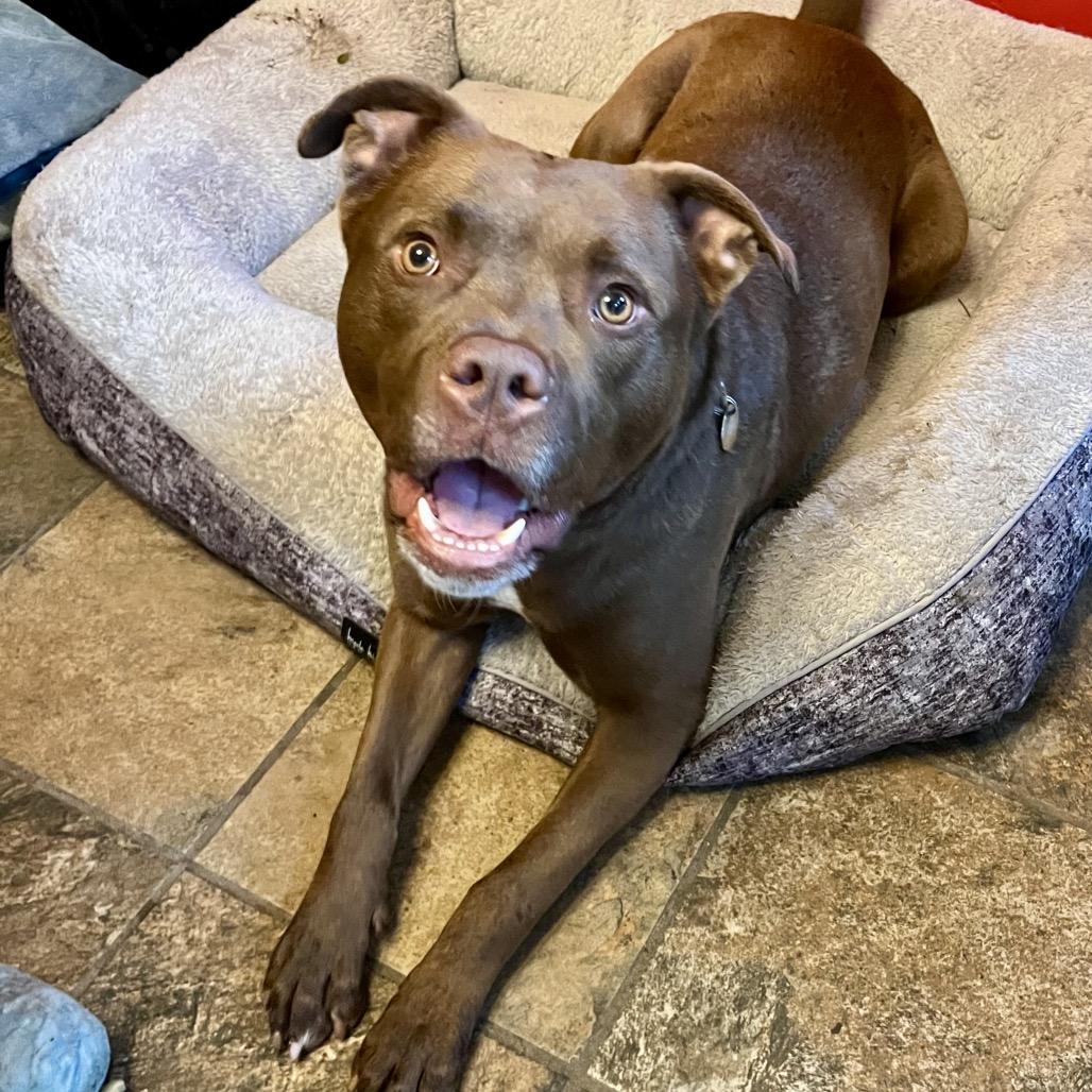 Enlarge Penny, a Adoptable mixed breed in Columbia, MO image 1/6