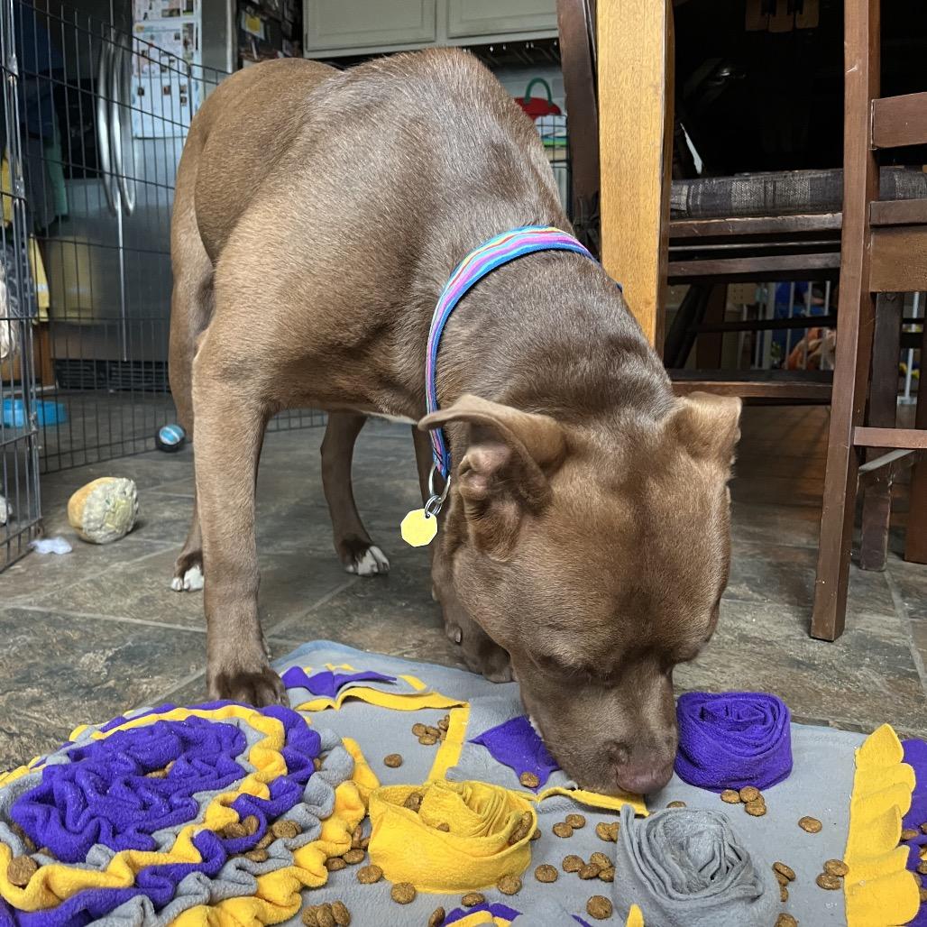 Enlarge Penny, a Adoptable mixed breed in Columbia, MO image 2/6