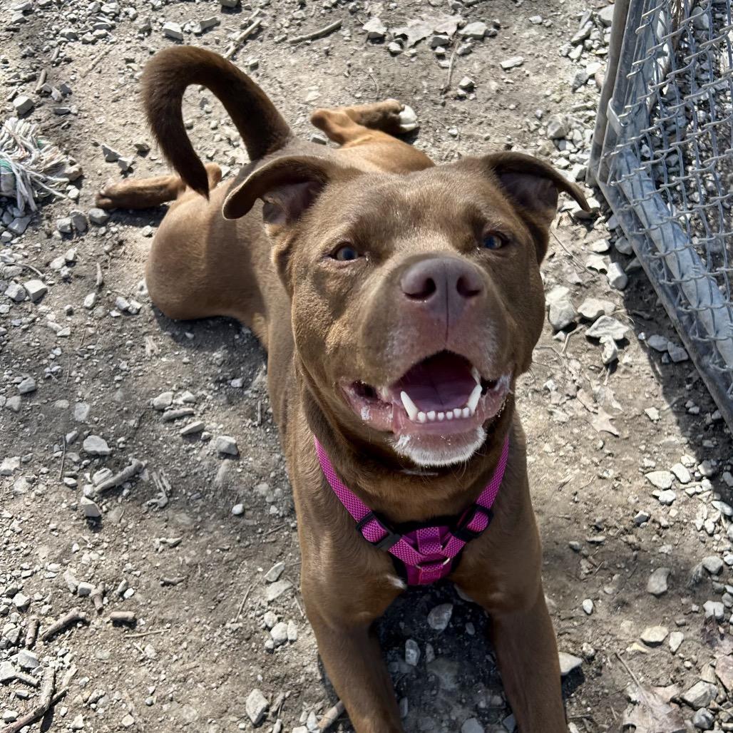 Enlarge Penny, a Adoptable mixed breed in Columbia, MO image 2/6