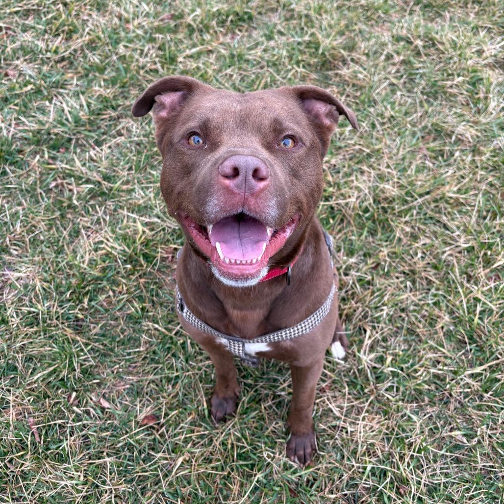 Enlarge Penny, a Adoptable mixed breed in Columbia, MO image 3/6