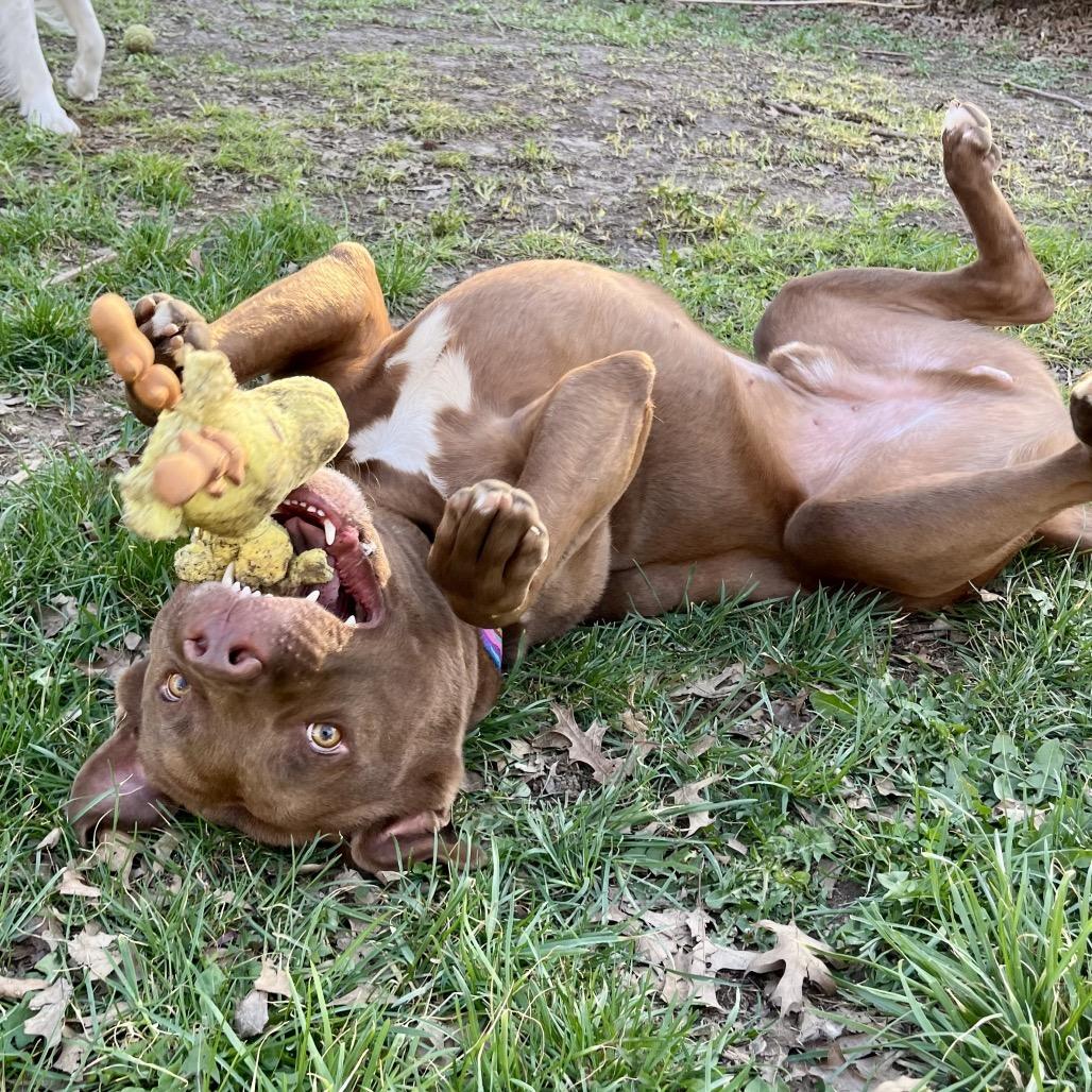Enlarge Penny, a Adoptable mixed breed in Columbia, MO image 4/6