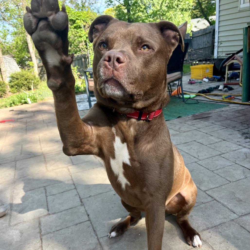 Enlarge Penny, a Adoptable mixed breed in Columbia, MO image 5/6