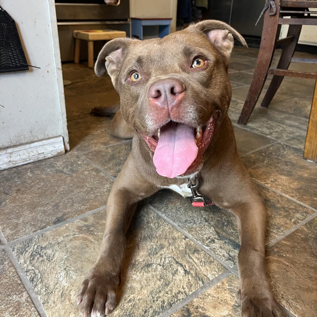 Enlarge Penny, a Adoptable mixed breed in Columbia, MO image 6/6