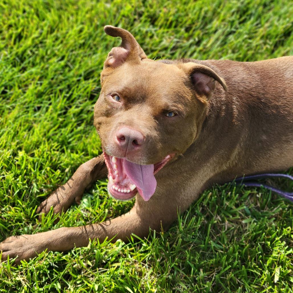 Enlarge Penny, a Adoptable mixed breed in Columbia, MO image 5/5