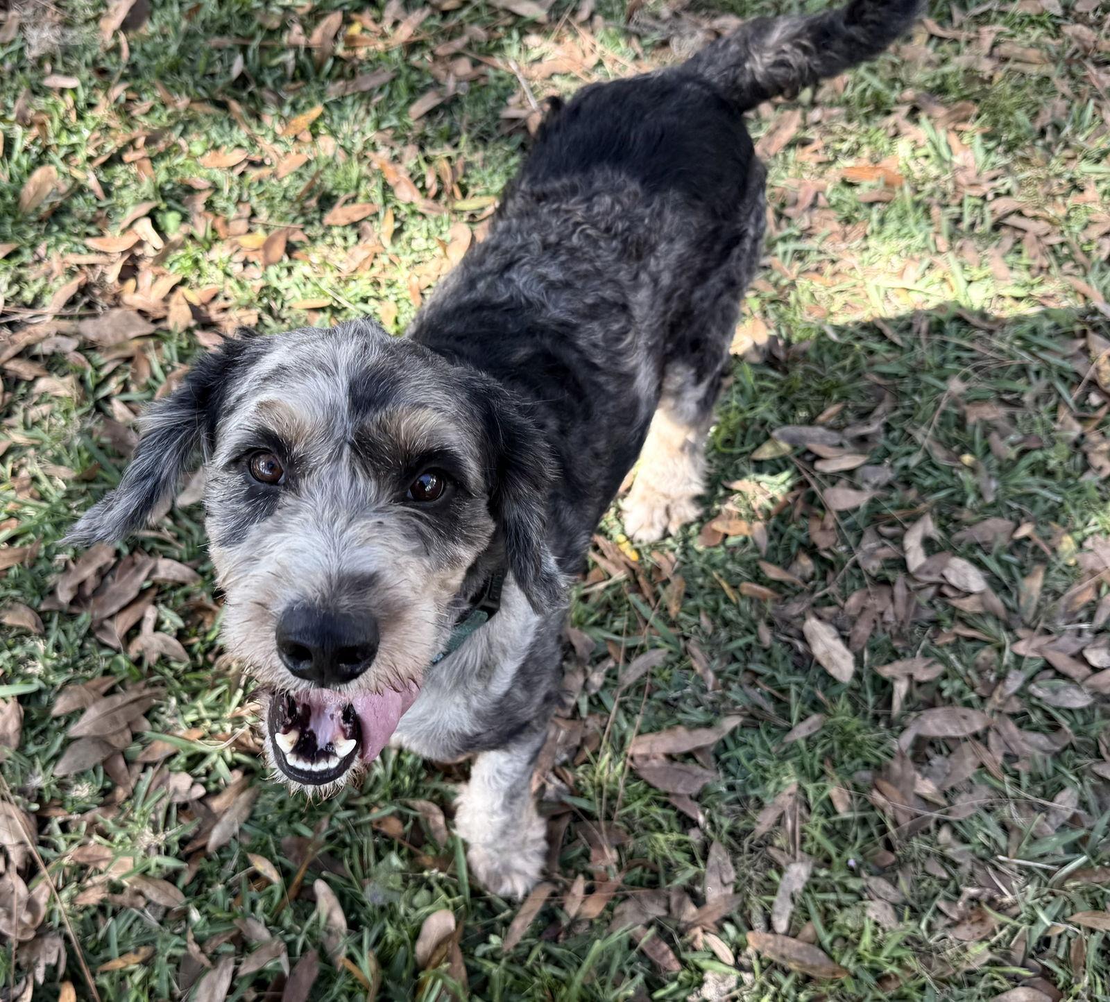 Finland, Adoptable, Adult Male Bernese Mountain Dog & Poodle.