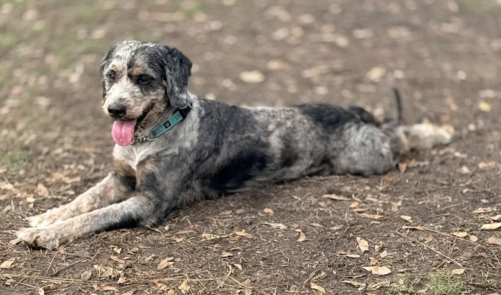 Finland, Adoptable, Adult Male Bernese Mountain Dog & Poodle.