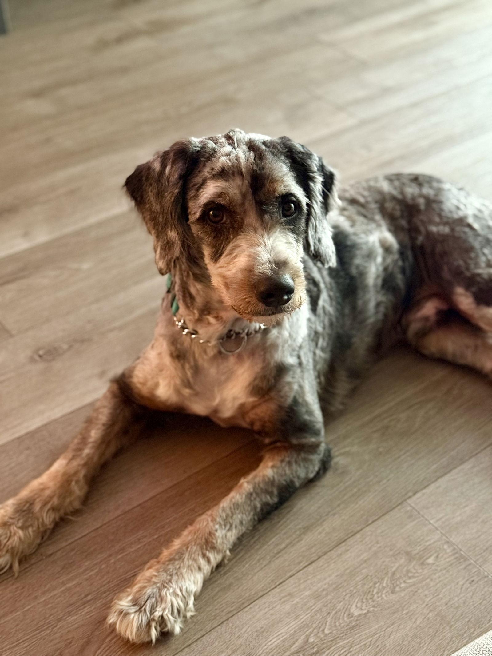 Enlarge Finland, a Adoptable mixed breed in Valrico, FL image 2/3