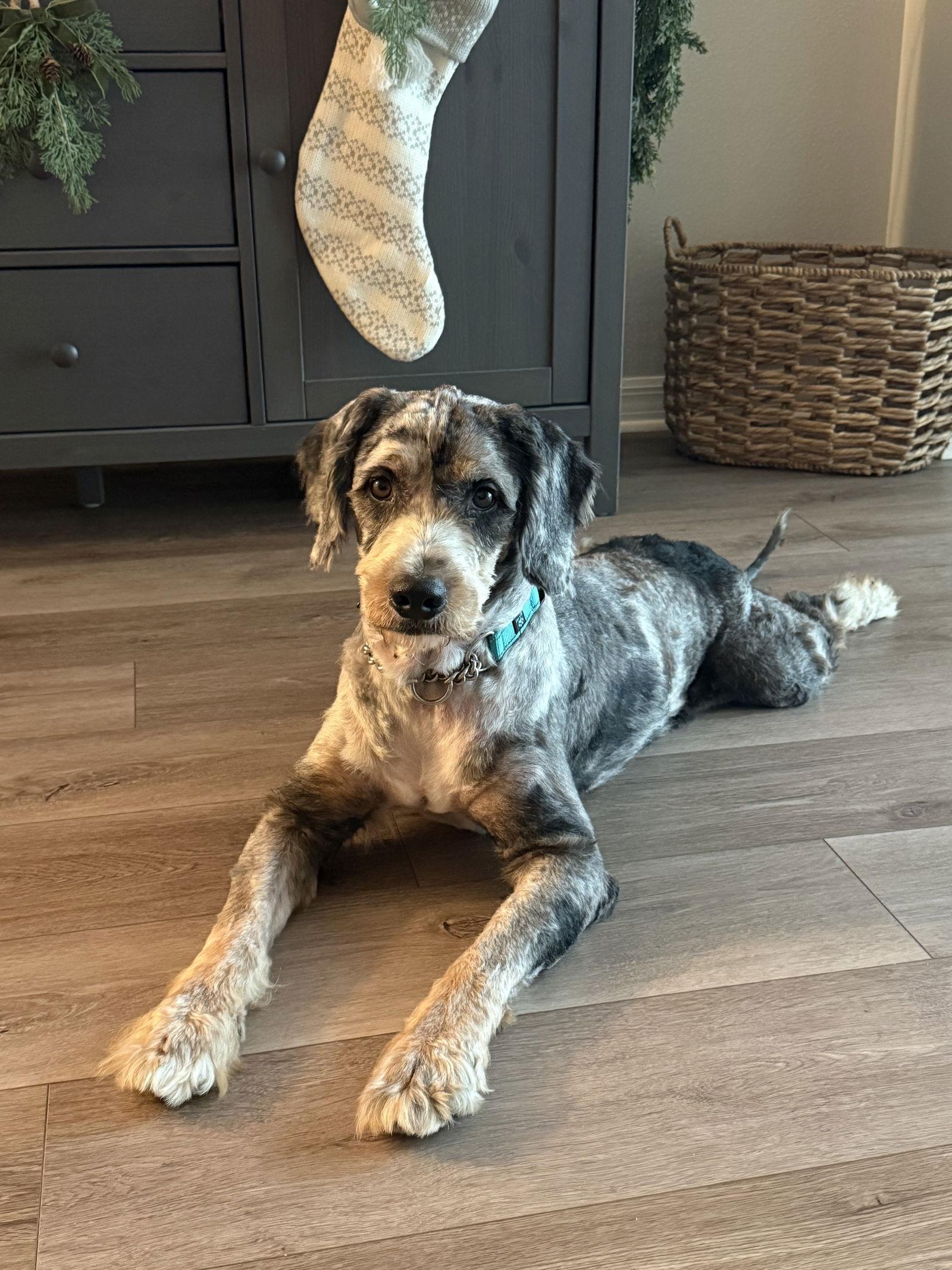 Enlarge Finland, a Adoptable mixed breed in Valrico, FL image 3/3