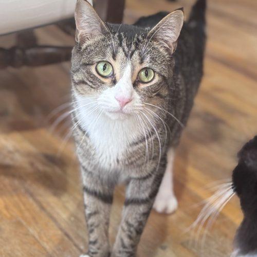 Quilleran, Adoptable, Young Male Domestic Short Hair.