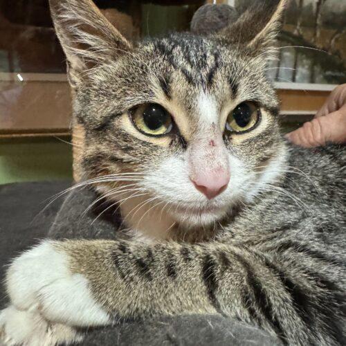 Enlarge Quilleran, a Adoptable Domestic Short Hair in Toms River, NJ image 2/6