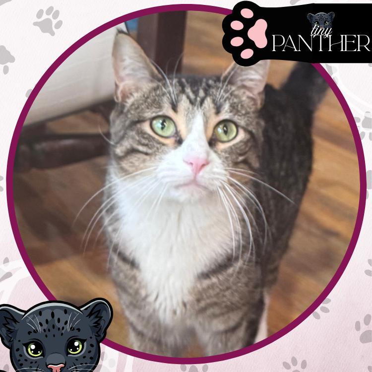 Quilleran, a Adoptable Domestic Short Hair in Toms River, NJ image 4/6