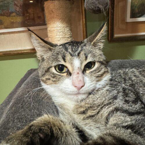 Enlarge Quilleran, a Adoptable Domestic Short Hair in Toms River, NJ image 5/6