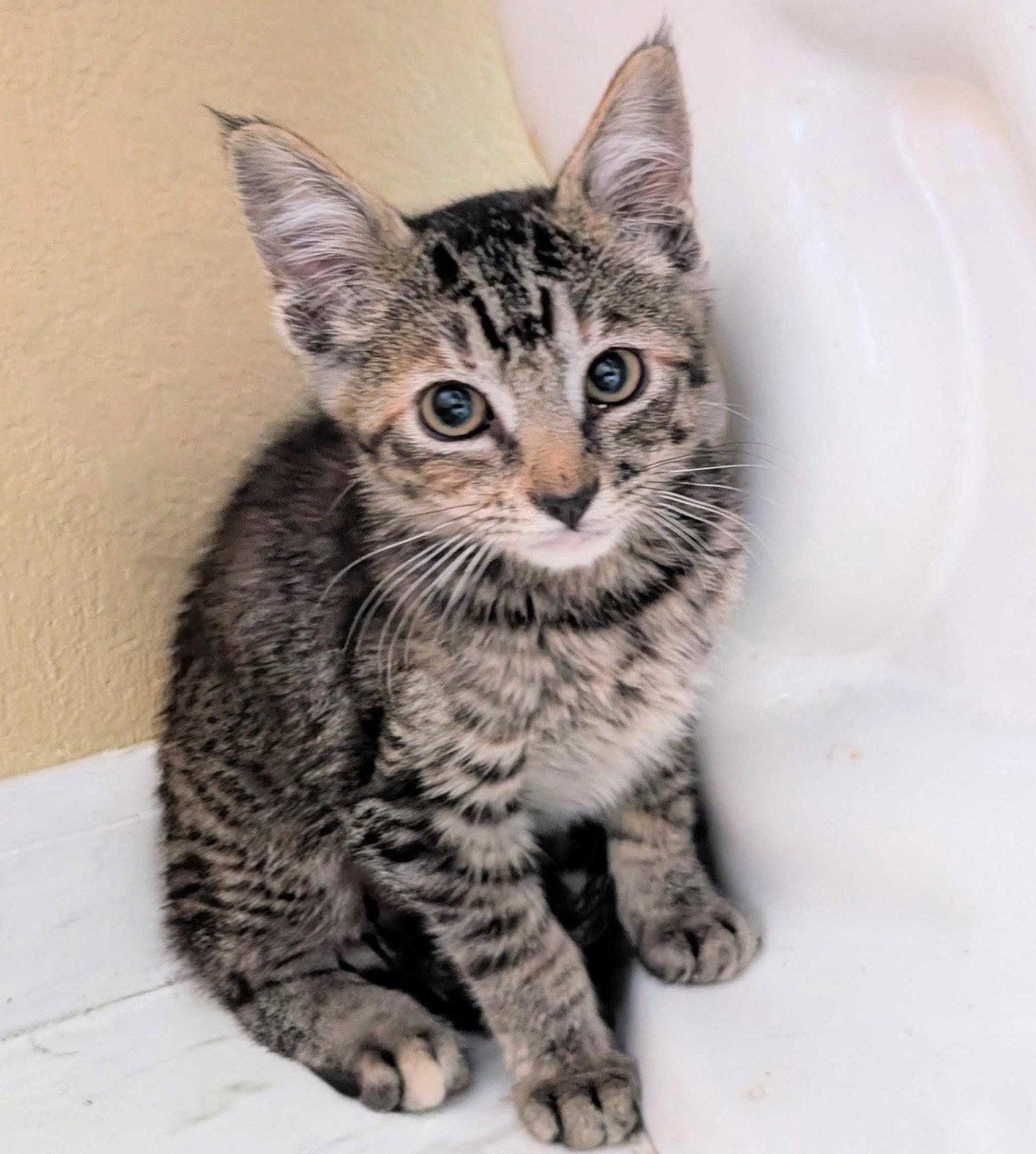 Quina, Adoptable, Kitten Female Domestic Medium Hair.