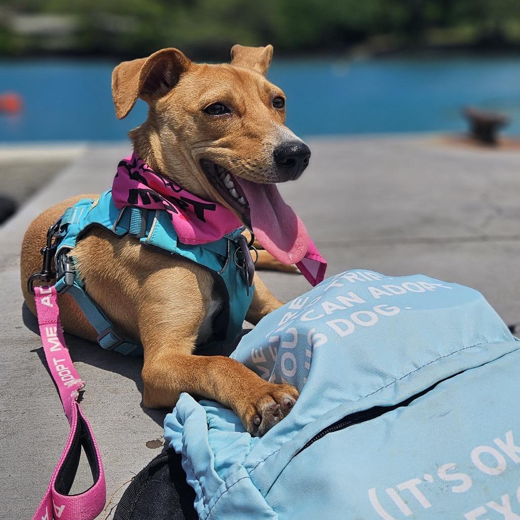 Pecan, Adoptable, Young Female Mixed Breed.
