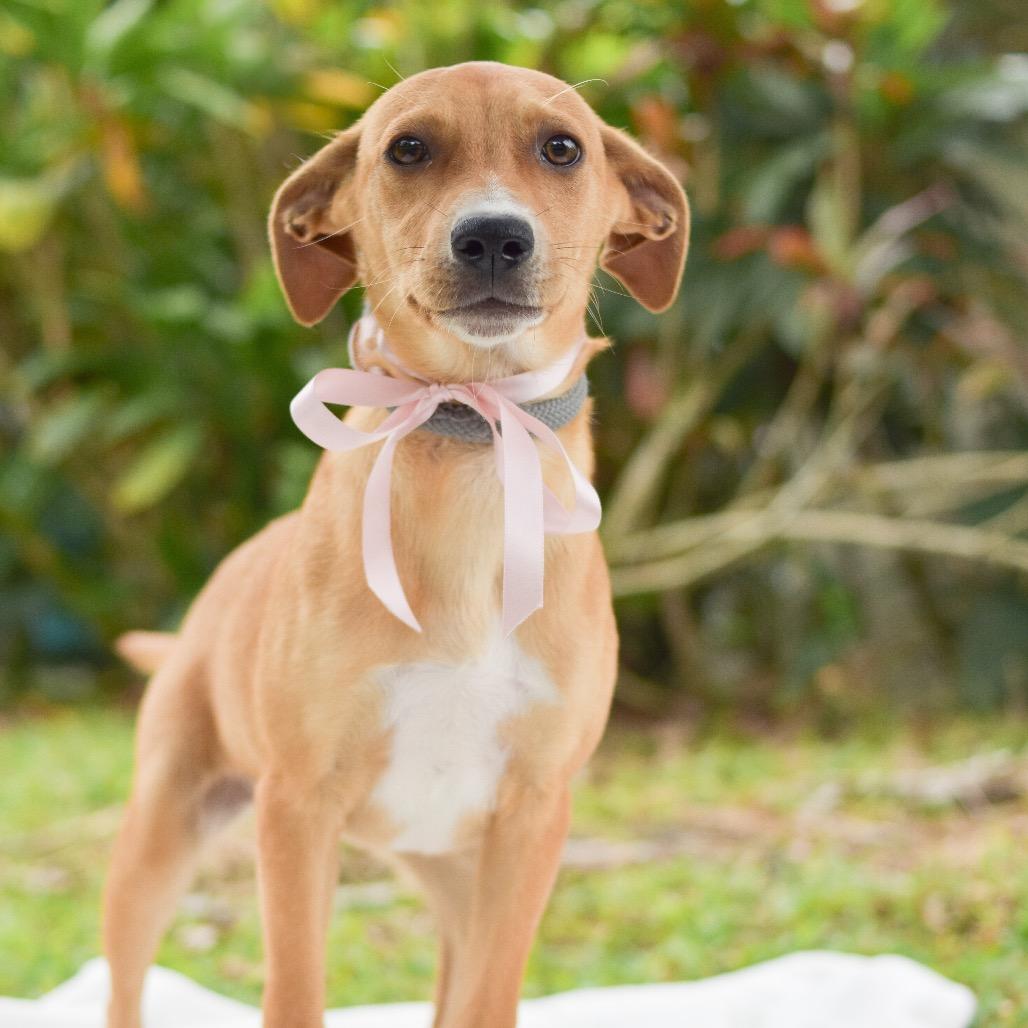 Enlarge Pecan, a Adoptable Mixed Breed in Kailua Kona, HI image 2/6