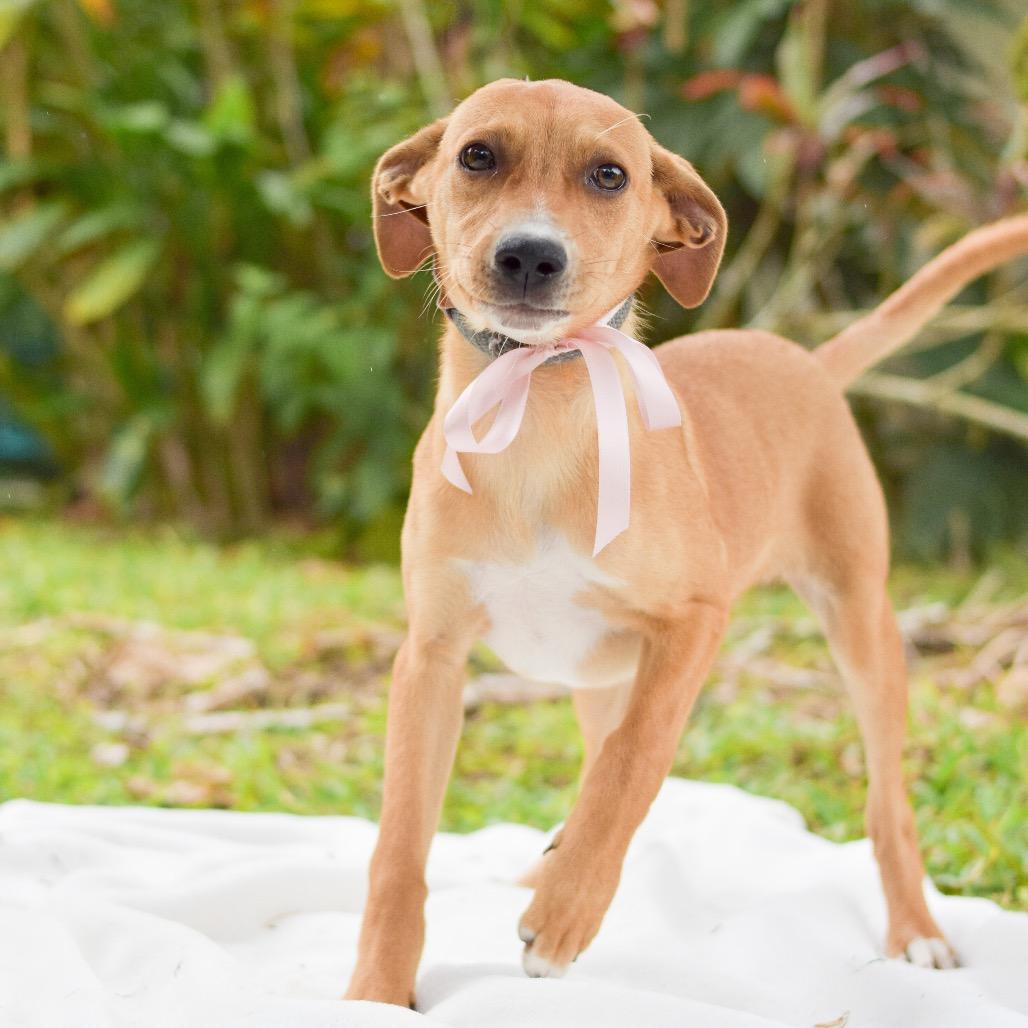 Enlarge Pecan, a Adoptable Mixed Breed in Kailua Kona, HI image 3/6
