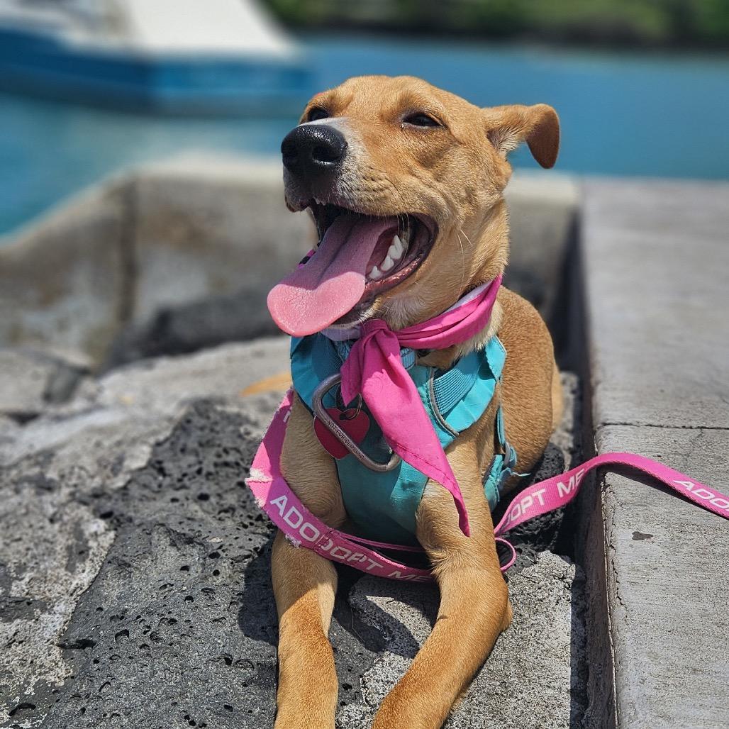 Enlarge Pecan, a Adoptable Mixed Breed in Kailua Kona, HI image 4/6