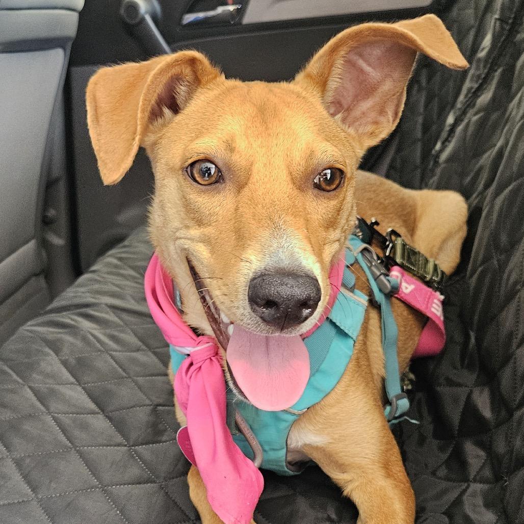 Enlarge Pecan, a Adoptable Mixed Breed in Kailua Kona, HI image 5/6