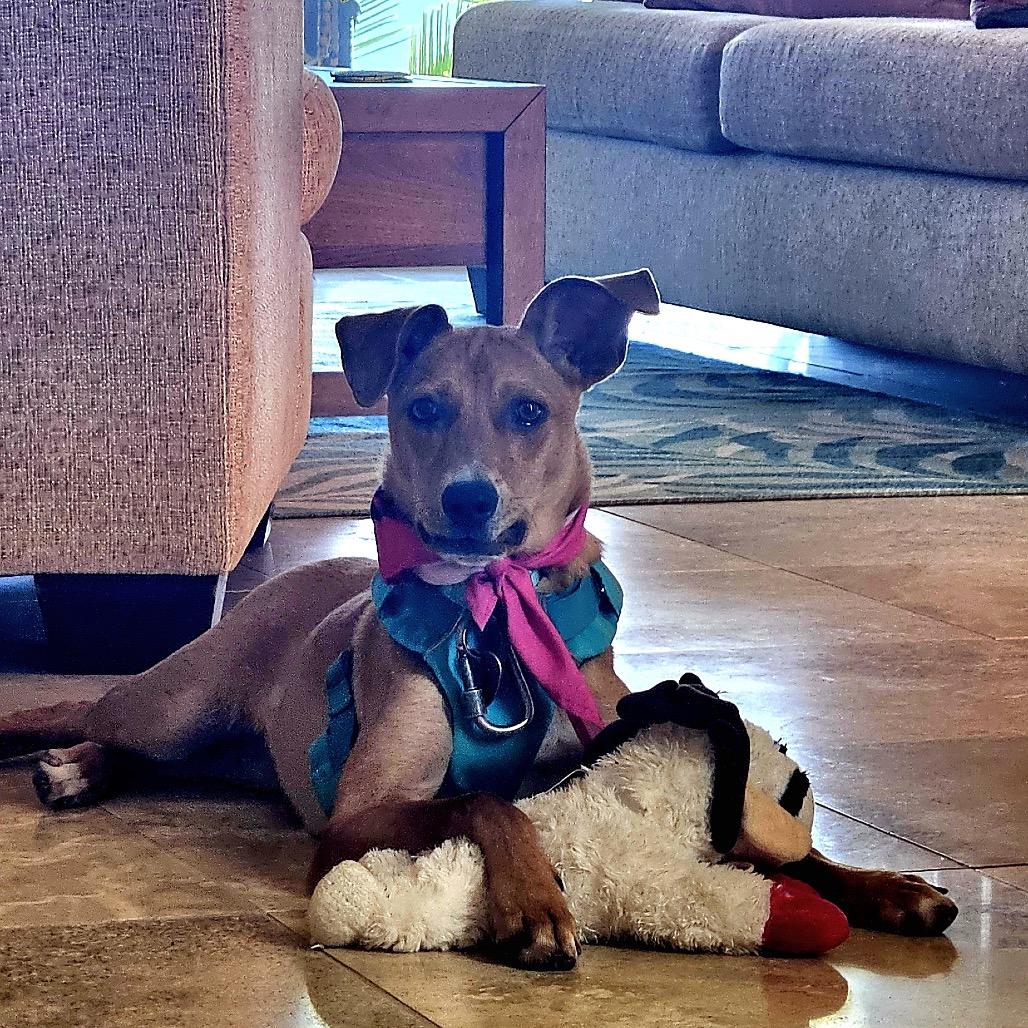 Enlarge Pecan, a Adoptable Mixed Breed in Kailua Kona, HI image 6/6