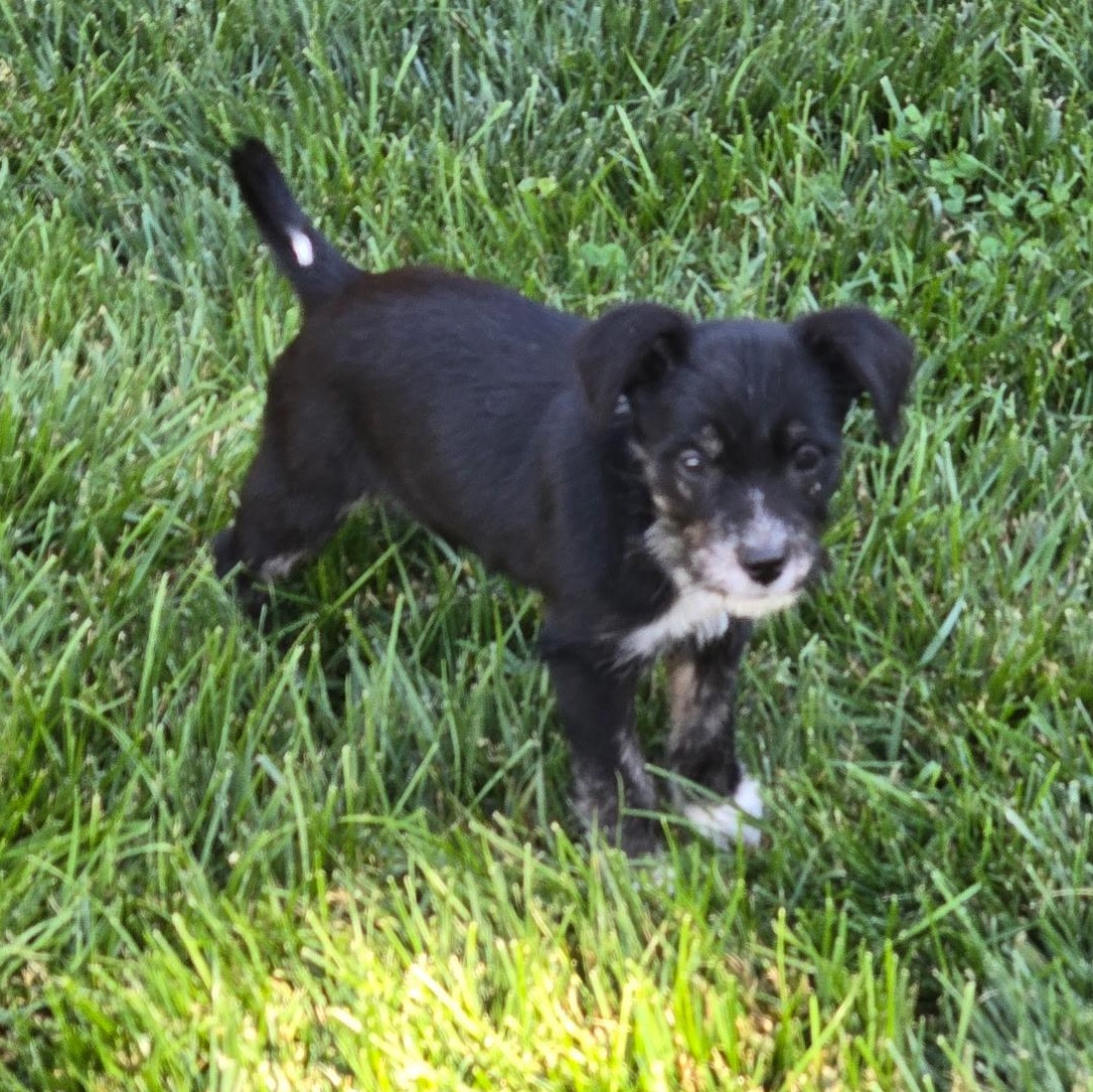 SOPHIE, an adopted mixed breed in Wilmington, OH image 3/4
