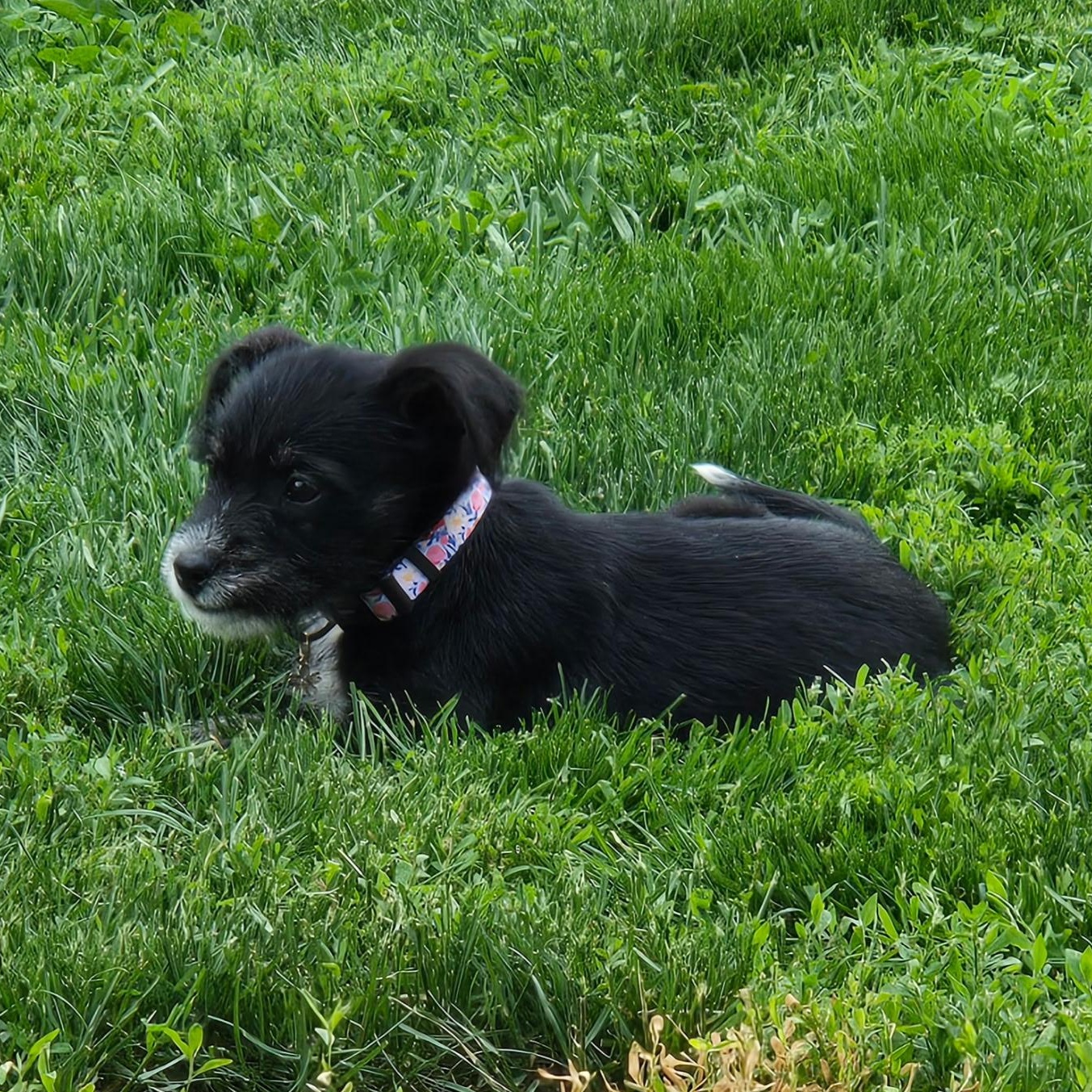 SOPHIE, an adopted mixed breed in Wilmington, OH image 4/4