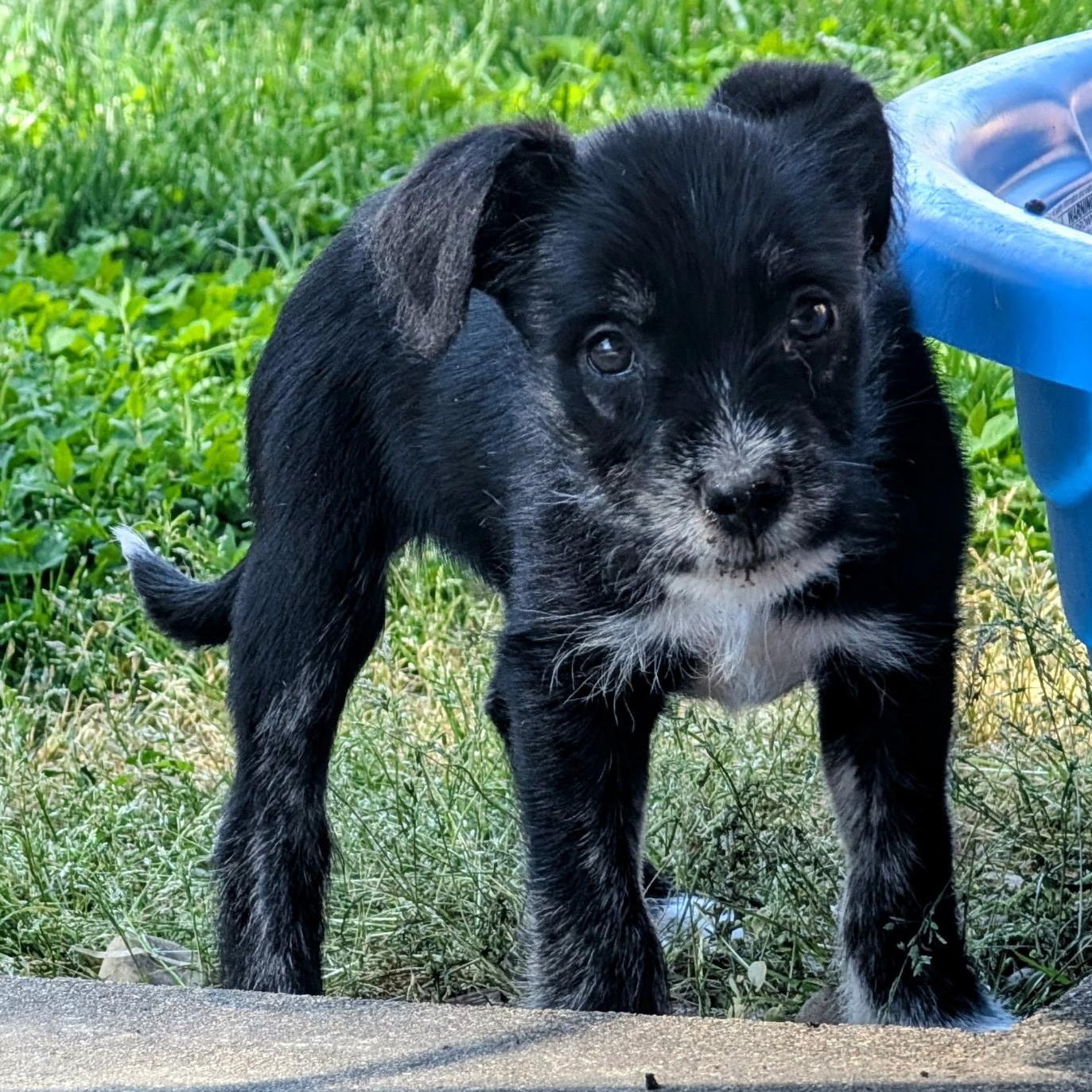 SOPHIE, an adopted mixed breed in Wilmington, OH image 2/4