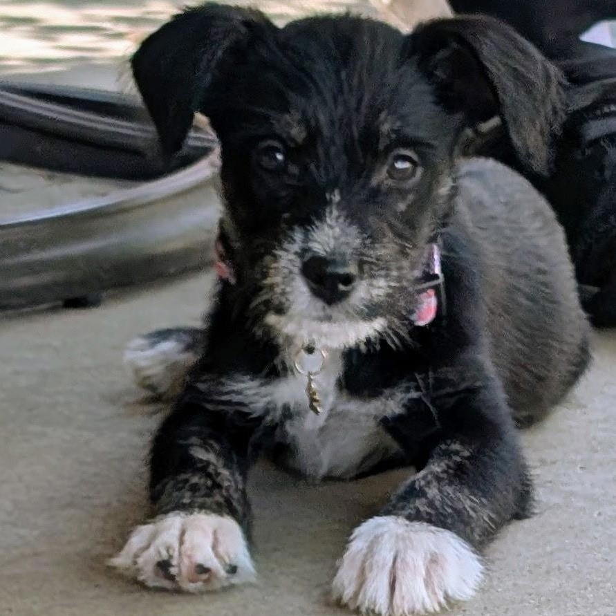 SOPHIE, an adopted mixed breed in Wilmington, OH image 1/4