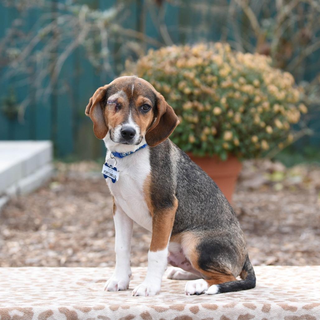 Portobello, Adoptable, Puppy Male Hound.
