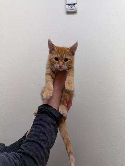Enlarge Lady Syf, a Adoptable mixed breed in Aberdeen, SD image 1/1