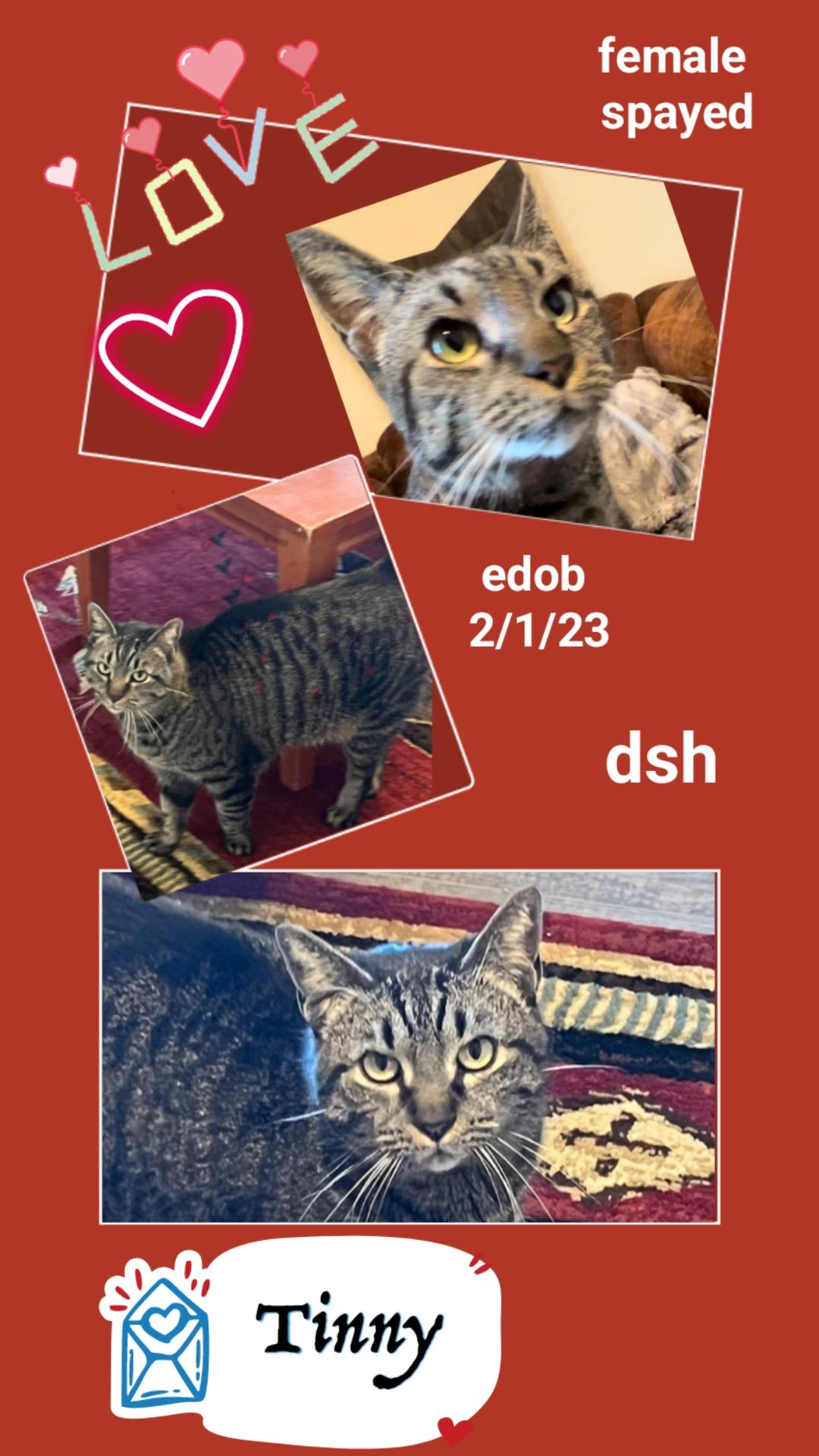 Enlarge Tinny CO13760-T, a Adoptable mixed breed in Fort Collins, CO image 4/4