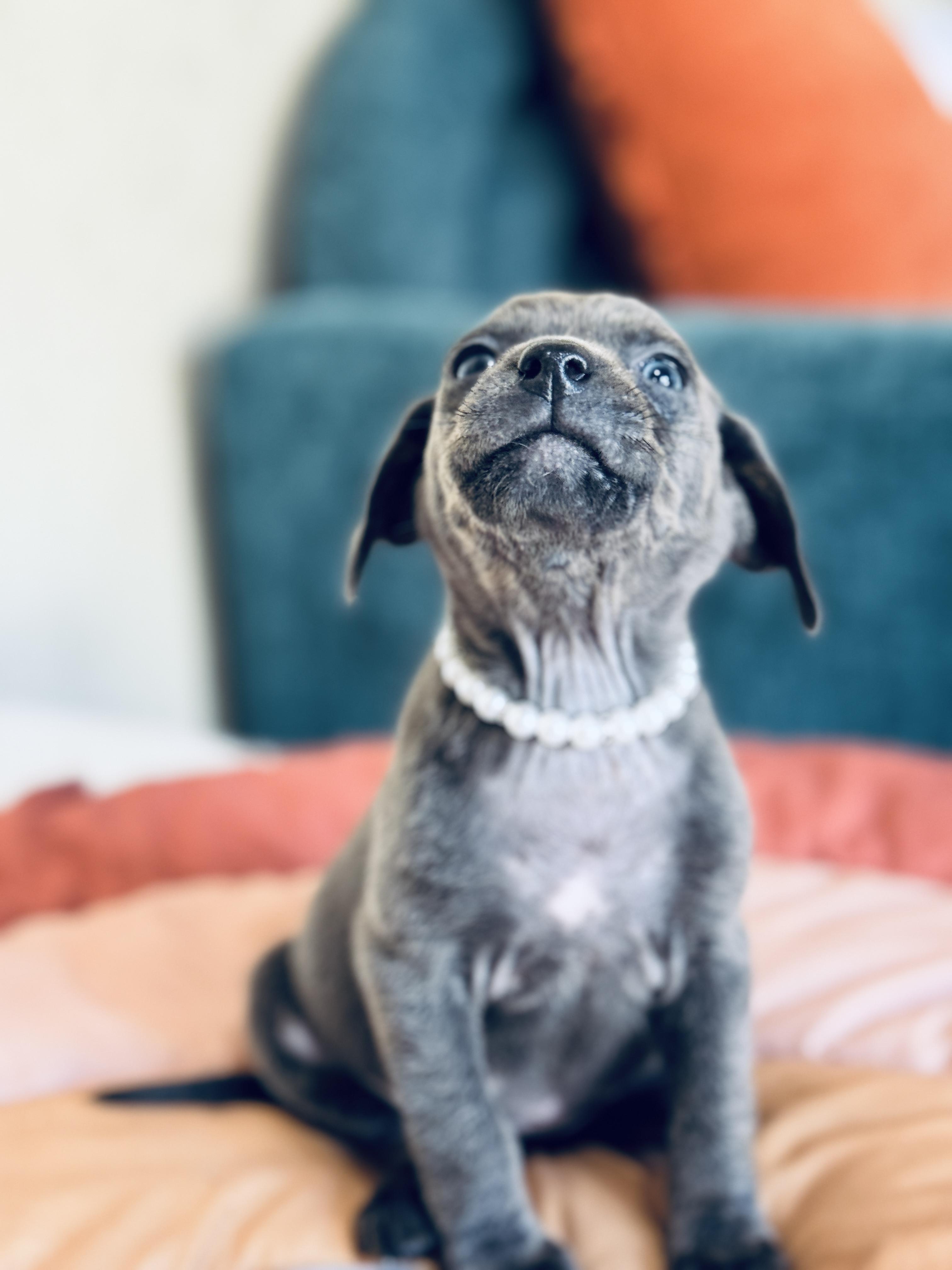 Fried Pickle thumbnail 5