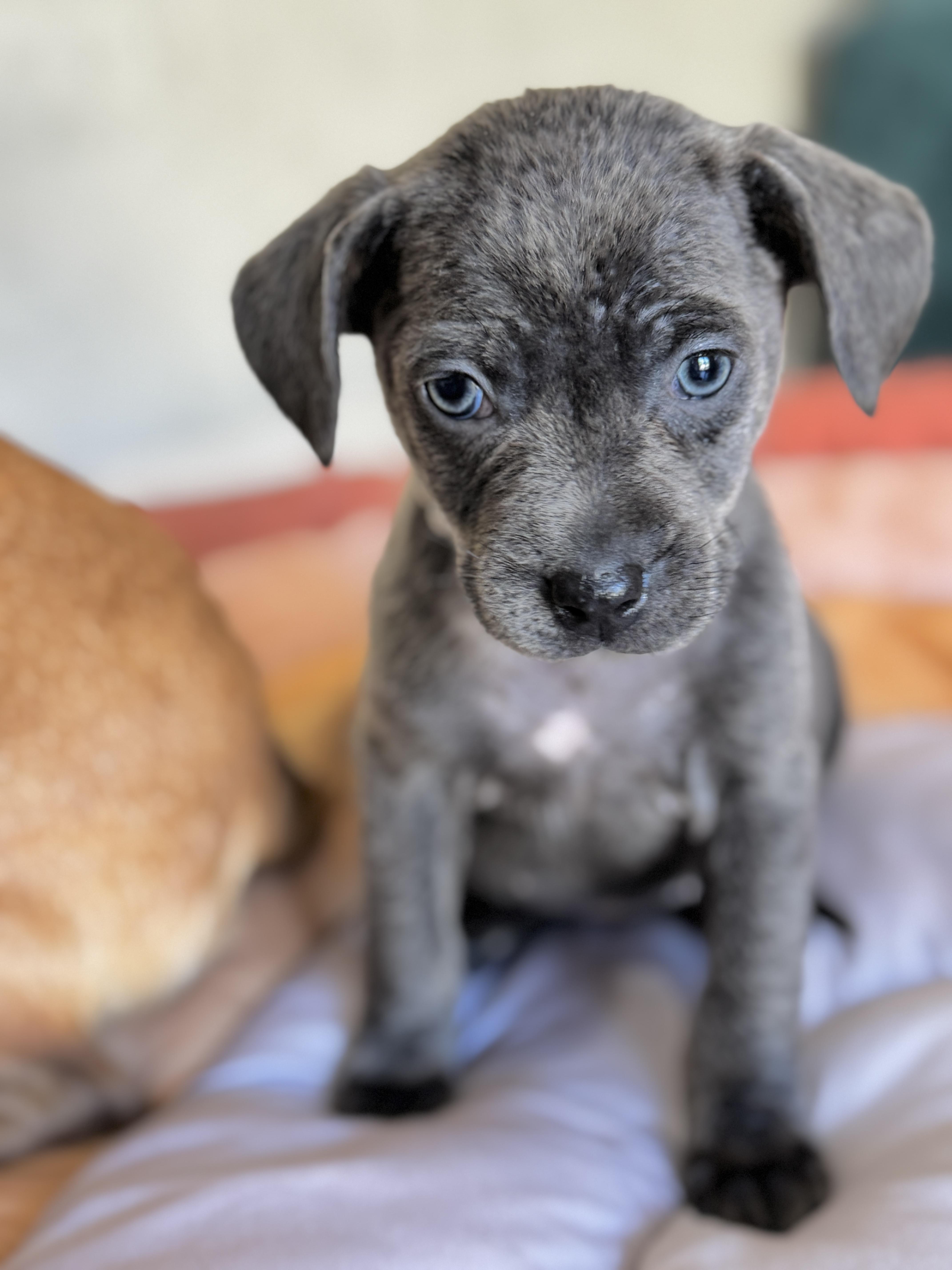 Fried Pickle, a Adoptable mixed breed image 3/5