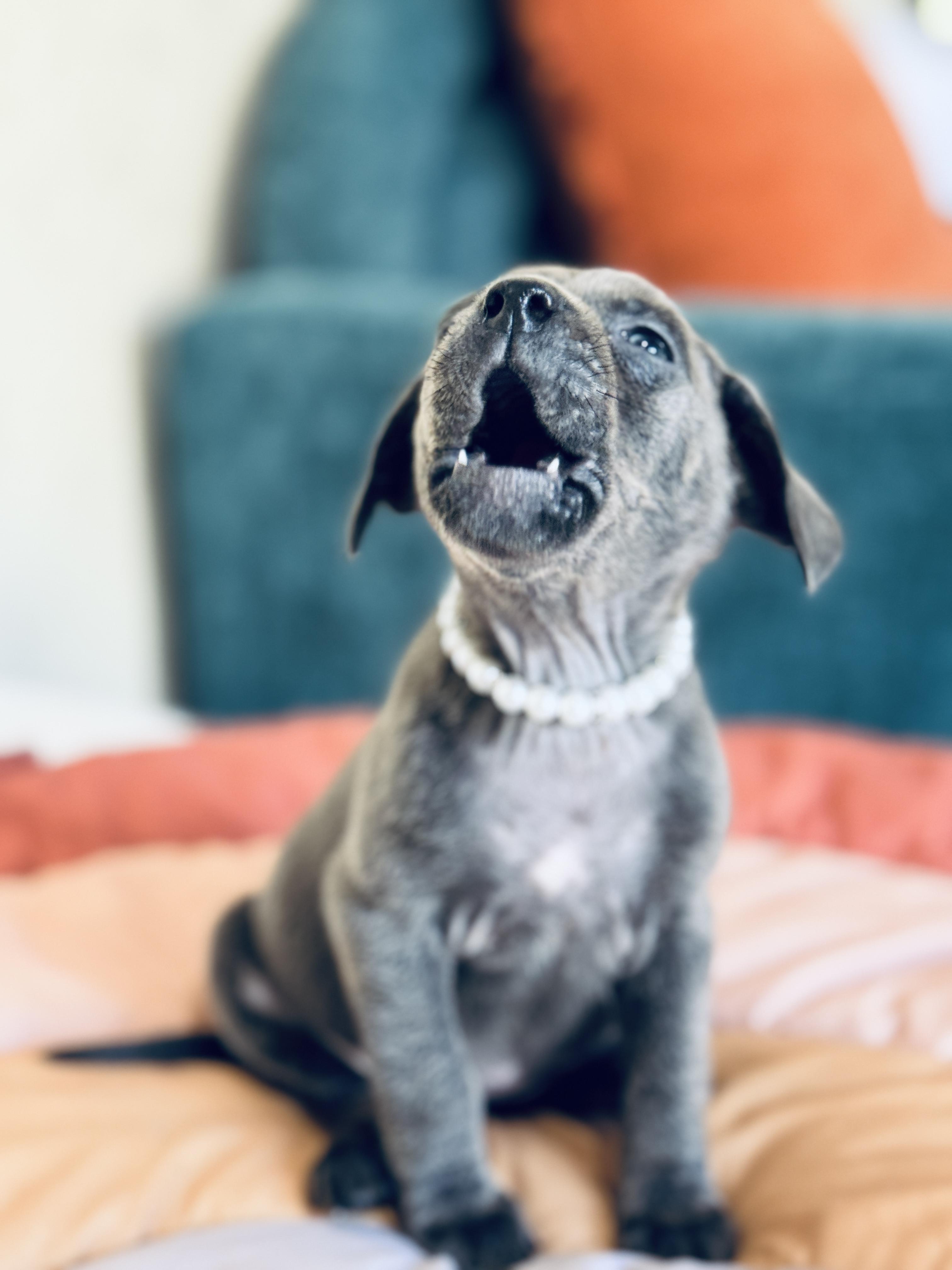 Fried Pickle, a Adoptable mixed breed image 4/5