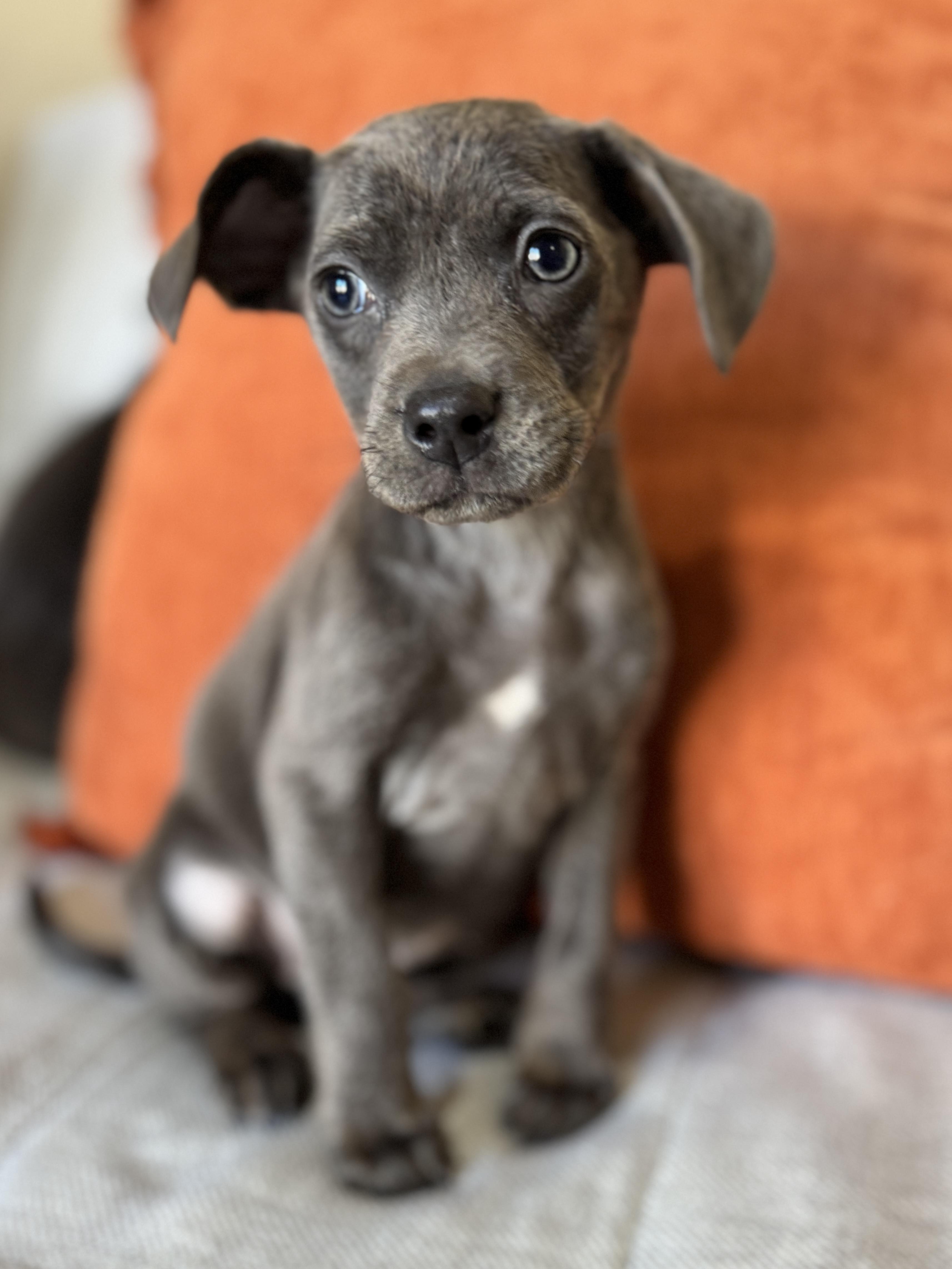 Fried Pickle, Adoptable, Puppy Female Mixed Breed.