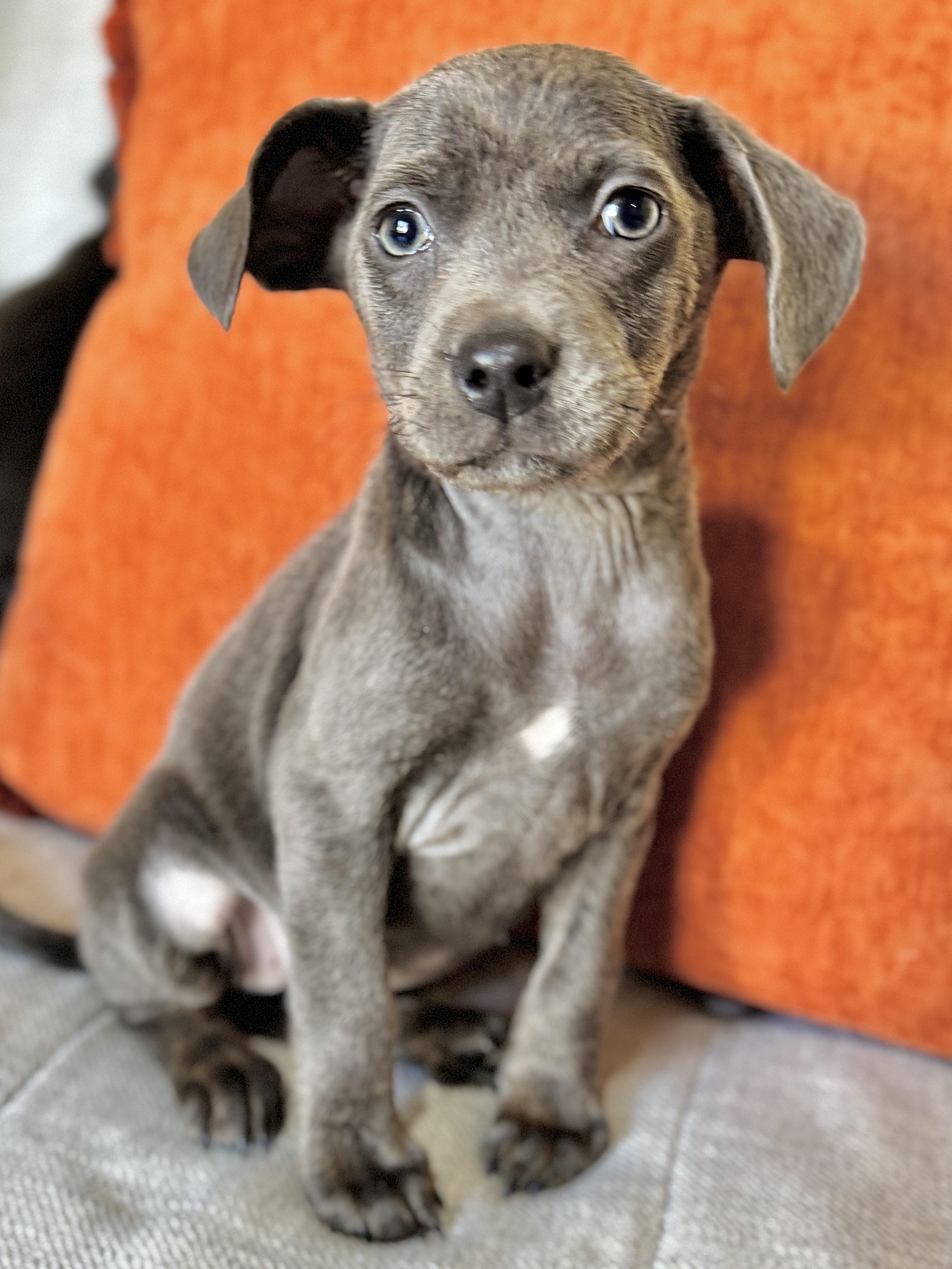 Fried Pickle, a Adoptable mixed breed image 2/5