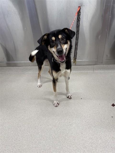 Enlarge SHAKA, a Adoptable Husky in Fairbanks, AK image 1/1