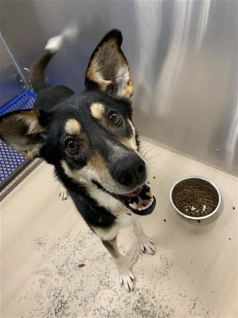 SHAKA, Adoptable, Young Female Husky.