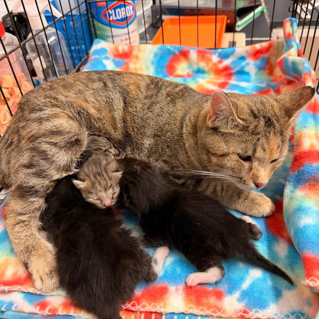 Sandy, Adoptable, Adult Female Domestic Short Hair.