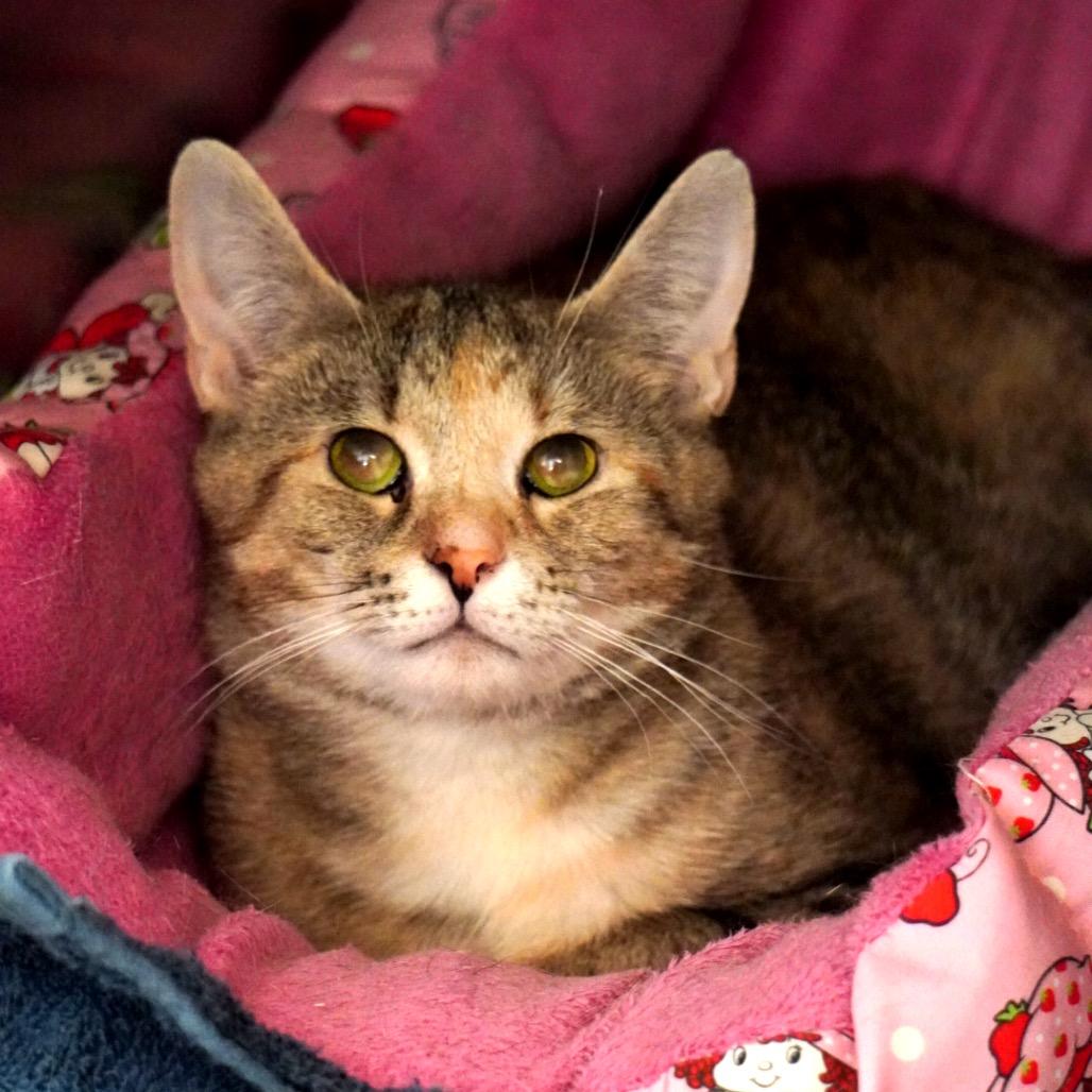Sandy, a Adoptable Domestic Short Hair in Evensville, TN image 2/4