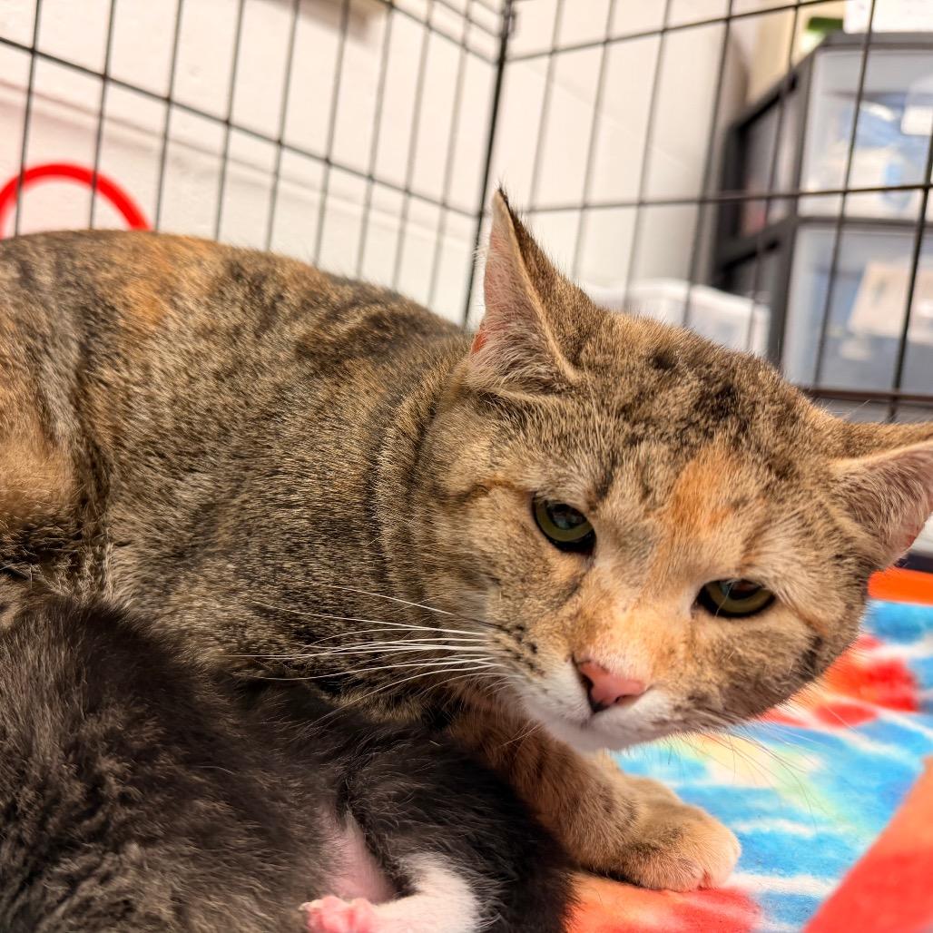 Sandy, a Adoptable Domestic Short Hair in Evensville, TN image 3/4