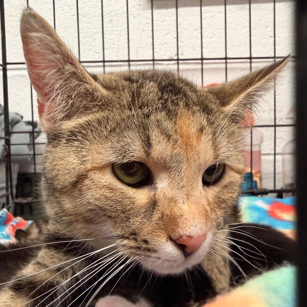 Sandy, a Adoptable Domestic Short Hair in Evensville, TN image 4/4