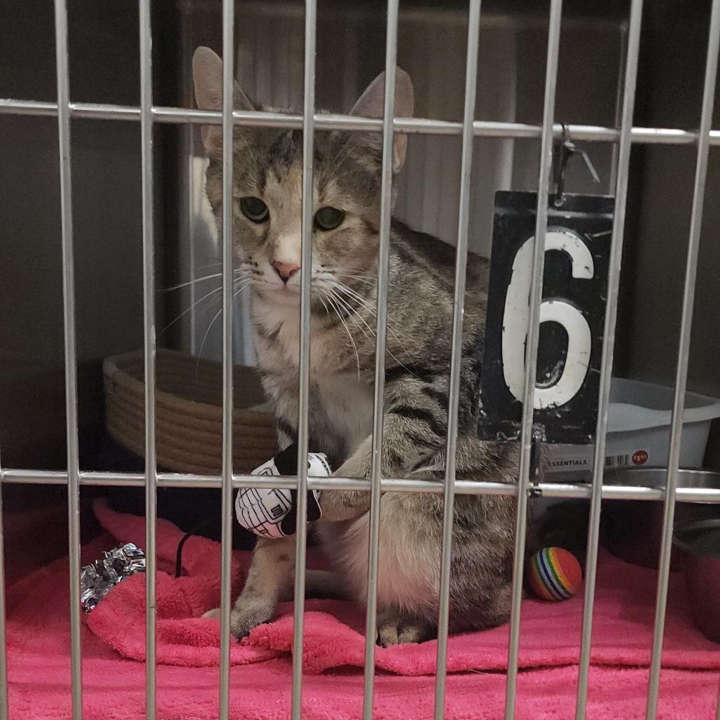 Sandy, a Adoptable Domestic Short Hair in Evensville, TN image 5/6