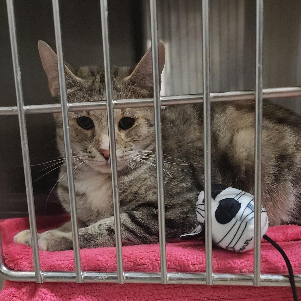 Sandy, a Adoptable Domestic Short Hair in Evensville, TN image 6/6