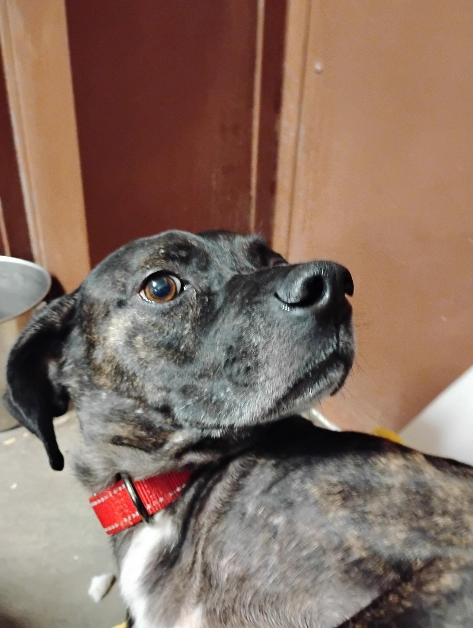 Teko